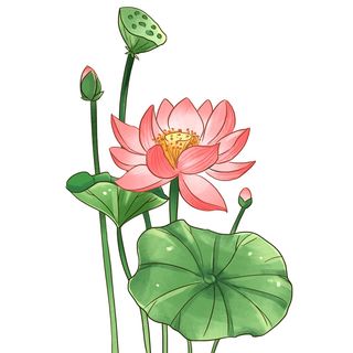 国潮中国风手绘荷花莲花荷叶莲藕植物花卉装饰插画PSD设计素材