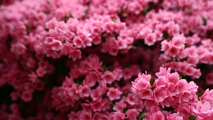 唯美高清粉色花朵花儿