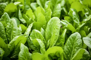 菜园里的青菜摄影图