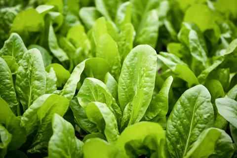 菜园里的青菜摄影图 菜园里的青菜摄影图