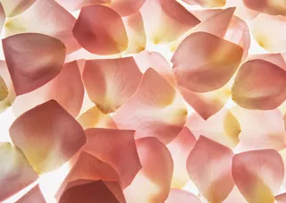 花团锦簇透明花瓣