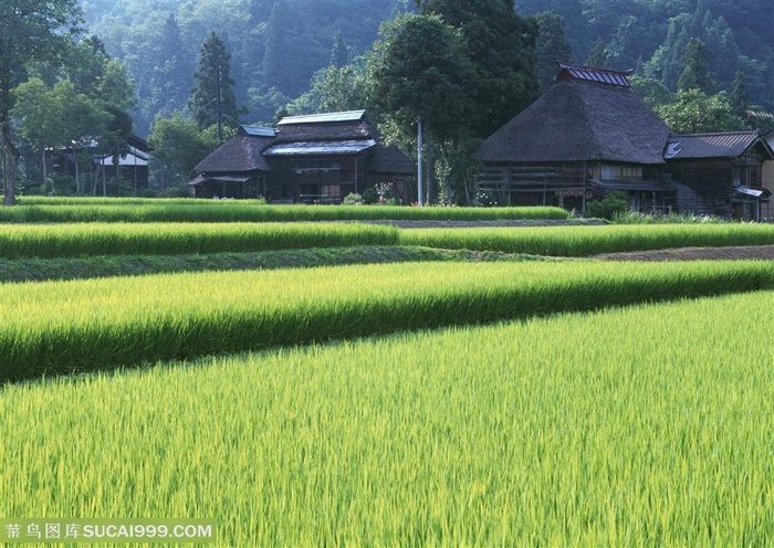 平原草原-嫩绿的水稻