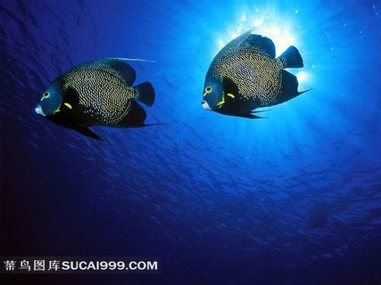 海洋鱼类热带鱼摄影图