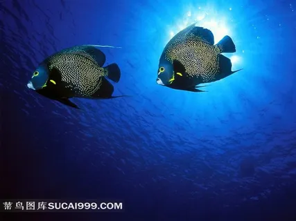 海洋鱼类热带鱼摄影图