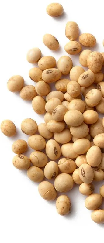 大豆 PNG免抠(342x800)