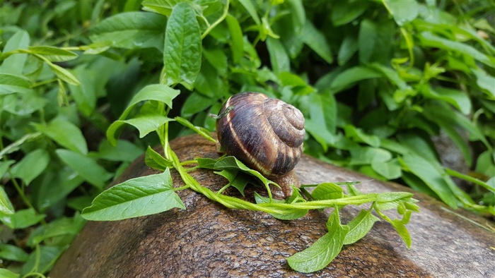 唯美可爱的蜗牛