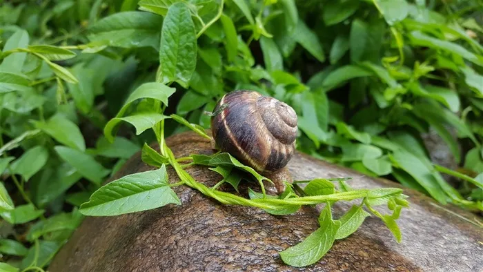 唯美可爱的蜗牛
