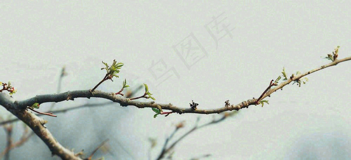 春天枝叶萌芽发芽绿叶，简约清新立春摄影图(1616x736)