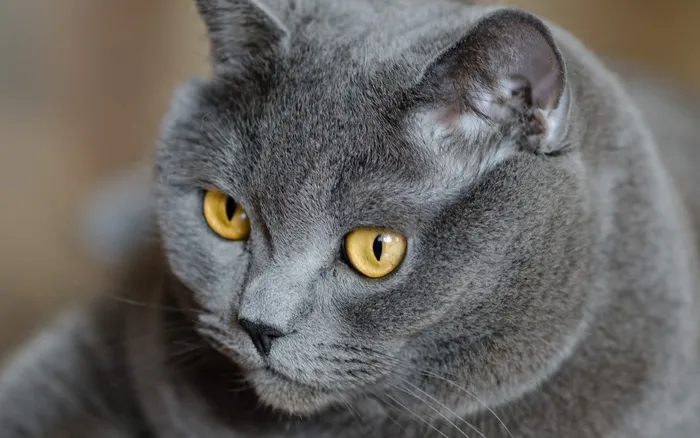 可爱的大猫