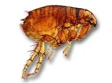 跳蚤 PNG免抠(230x171)