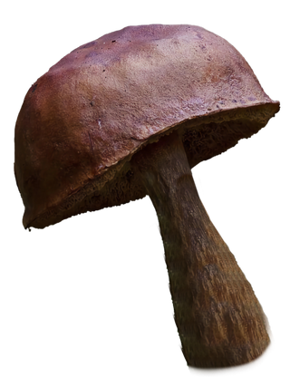 一个蘑菇免抠图