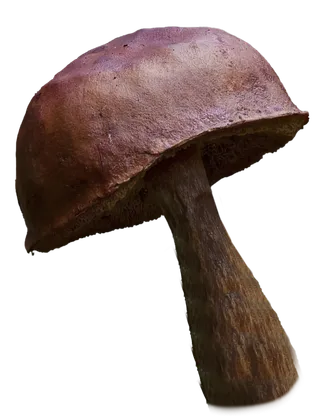 一个蘑菇免抠图