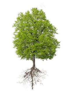 大树树木种类设计素材图