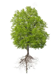 大树树木种类设计素材图