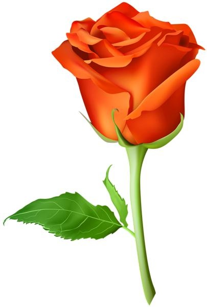玫瑰 PNG免抠(405x600)