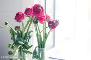 小清新花卉摄影