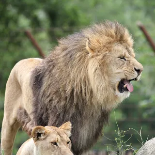 狮子动物园动物森林野生设计素材