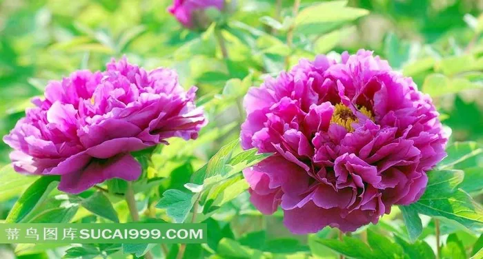 美丽的牡丹花摄影素材