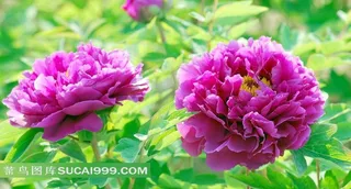 美丽的牡丹花摄影素材