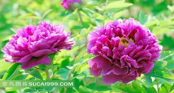 美丽的牡丹花摄影素材 美丽的牡丹花摄影素材