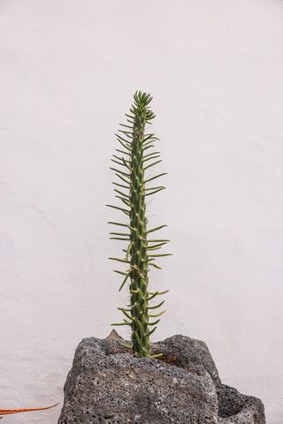 绿色仙人掌仙人球摄影素材