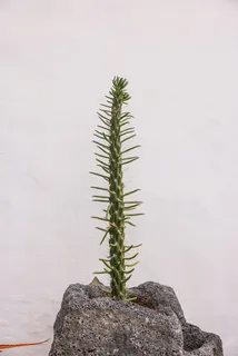 绿色仙人掌仙人球摄影素材 绿色仙人掌仙人球摄影素材