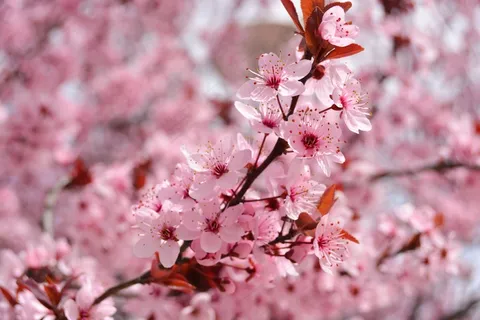 灿烂粉色桃花图片 灿烂粉色桃花图片