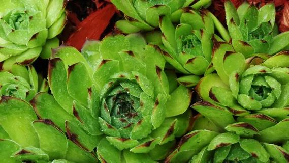 绿色多肉植物背景图片 绿色多肉植物背景图片
