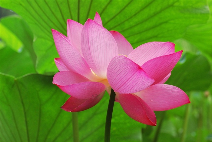 唯美荷塘荷花图片