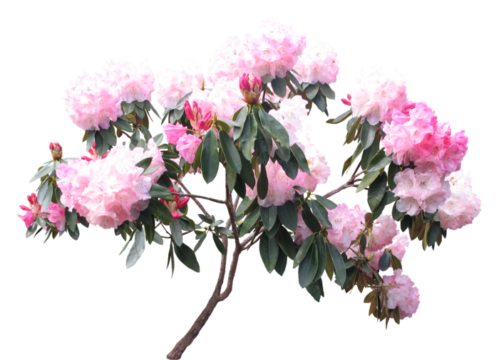 高清树木素材 免抠PSD植物素材 美术绘画园林贴图 树草灌木花草