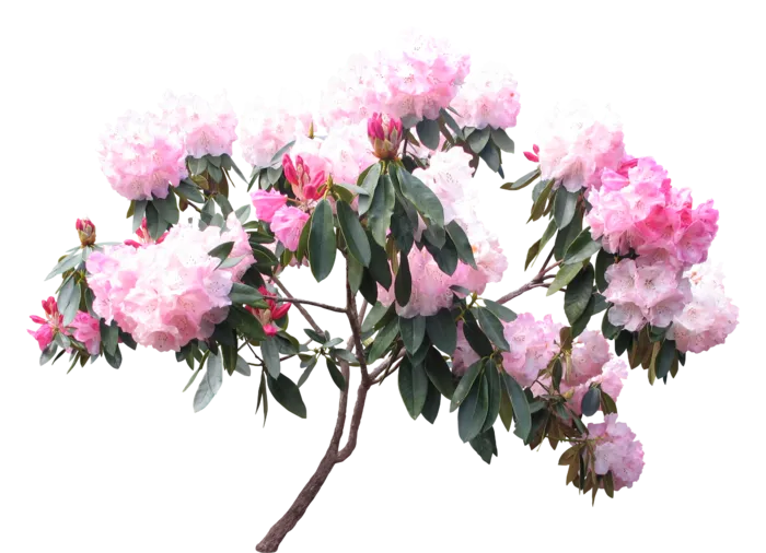 高清树木素材 免抠PSD植物素材 美术绘画园林贴图 树草灌木花草