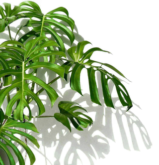 树木树枝树叶免扣素材