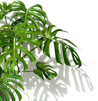 树木树枝树叶免扣素材