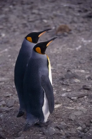 两只长相精致的企鹅