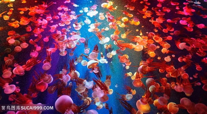海洋中红色水母群