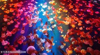 海洋中红色水母群