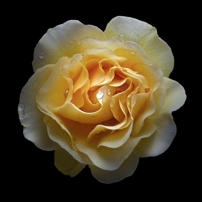 超高清唯美黄色月季鲜花图片