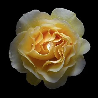 超高清唯美黄色月季鲜花图片