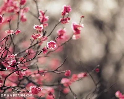 高清唯美桃花鲜花图片 高清唯美桃花鲜花图片