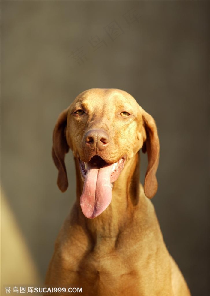 可爱狗狗-拉布拉多寻回犬