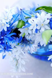 高清 兰花 写实 素材 高清 兰花 写实 素材