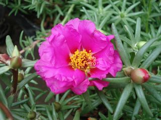 紫色太阳花图片