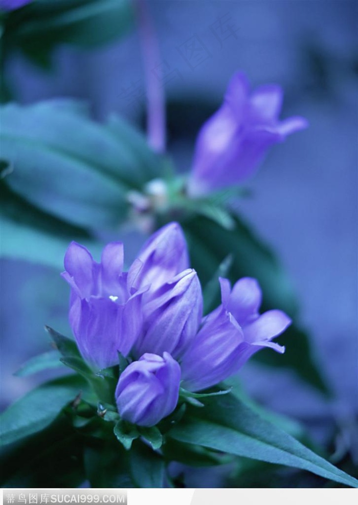 自然生物-漂亮的紫色花朵