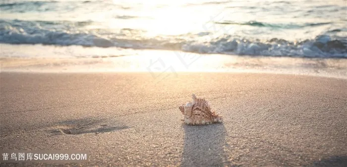 海滩上的贝壳