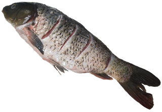 现杀生鱼鲤鱼鲫鱼免抠摄影元素素材