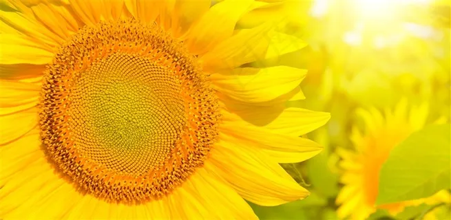 美丽的向日葵花海景色 美丽的向日葵花海景色