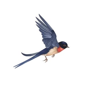 燕子动物装饰元素