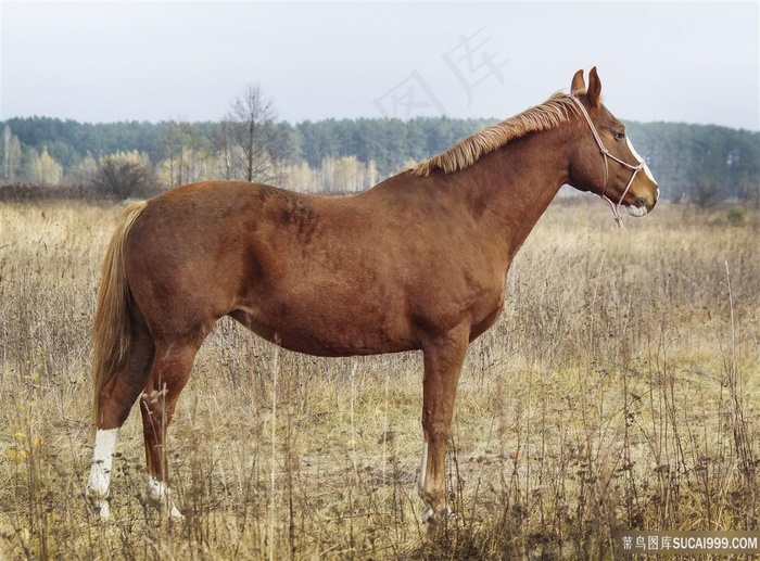 高清骏马摄影图片