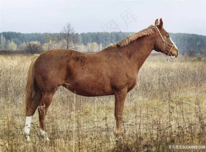 高清骏马摄影图片