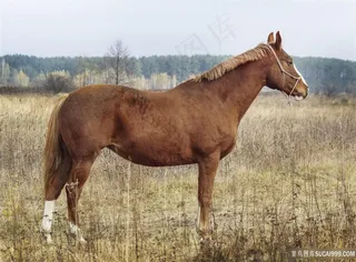 高清骏马摄影图片